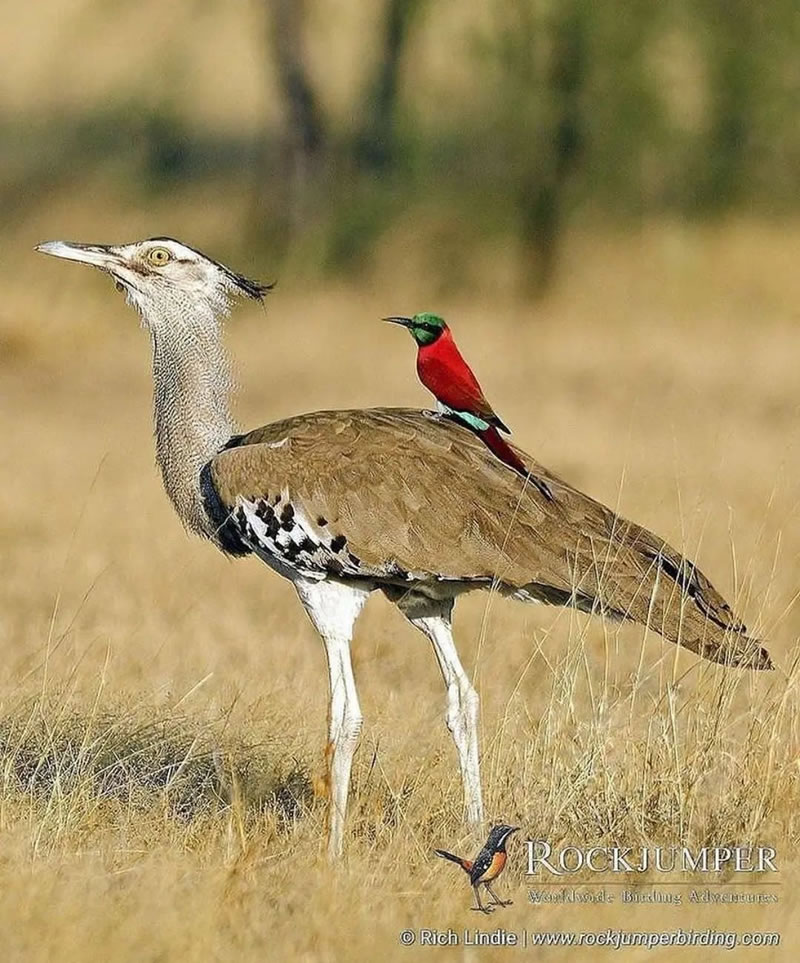 Beautiful Bird Photography