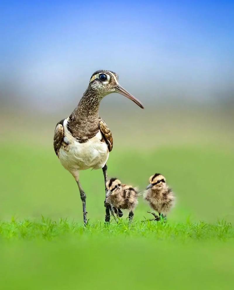 Beautiful Bird Photography