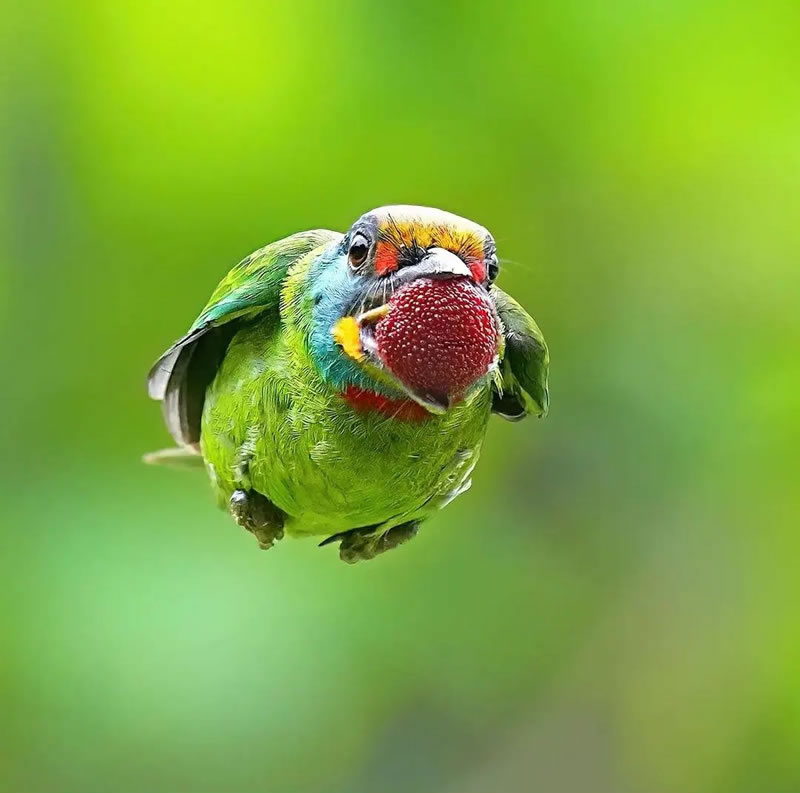 Beautiful Bird Photography