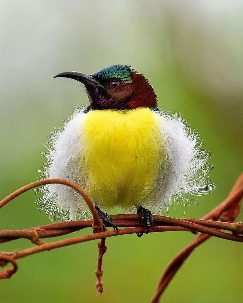 Beautiful Bird Photography