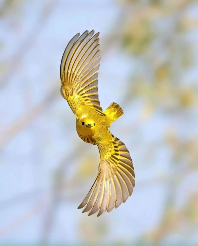 Beautiful Bird Photography