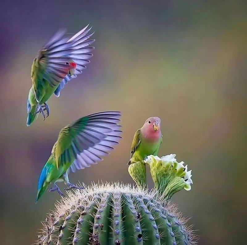 Beautiful Bird Photography