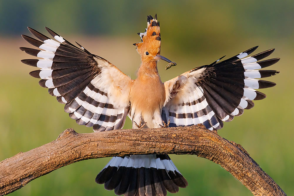 Breathtaking Bird Photography by Patrick Donini