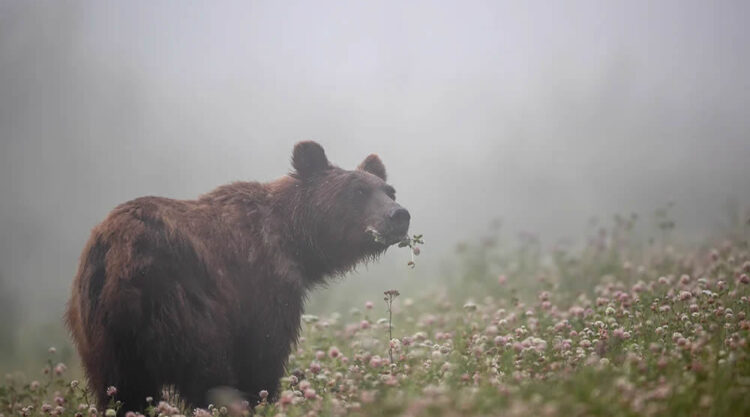 Canadian Photos Of The Year Competition