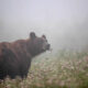 Canadian Photos Of The Year Competition