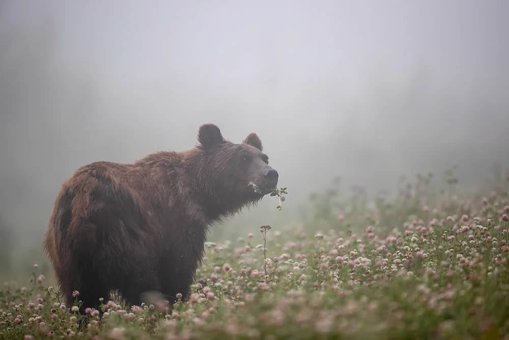 Canadian Photos Of The Year Competition