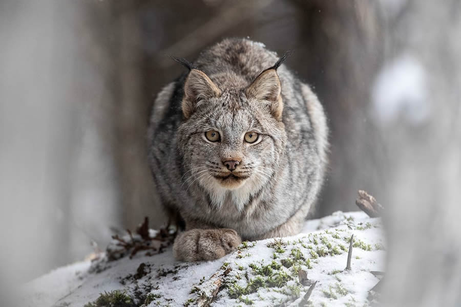 Canadian Photos Of The Year Competition