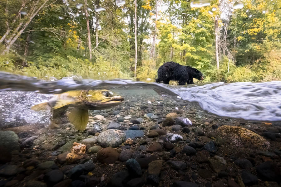 Canadian Photos Of The Year Competition