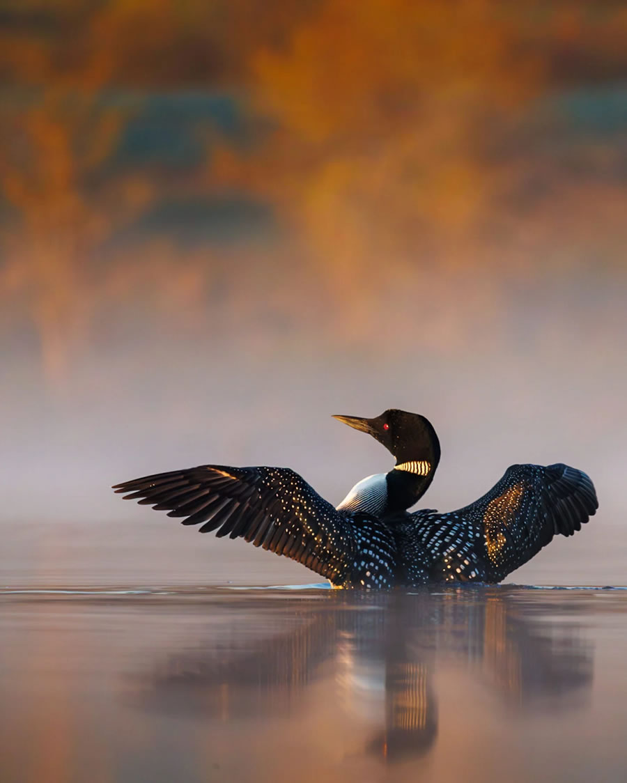 Canadian Photos Of The Year Competition