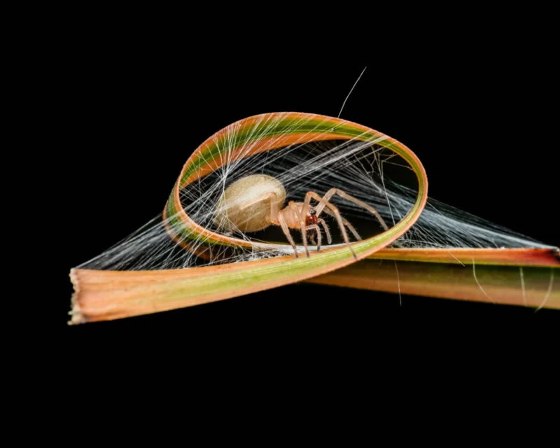 Close Up Photographer Of The Year Winners