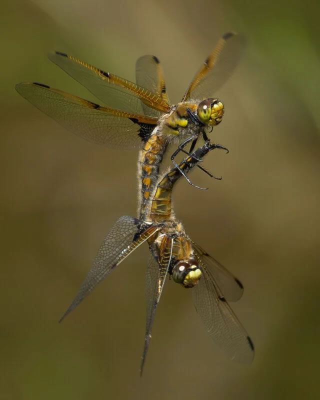 Close Up Photographer Of The Year Winners