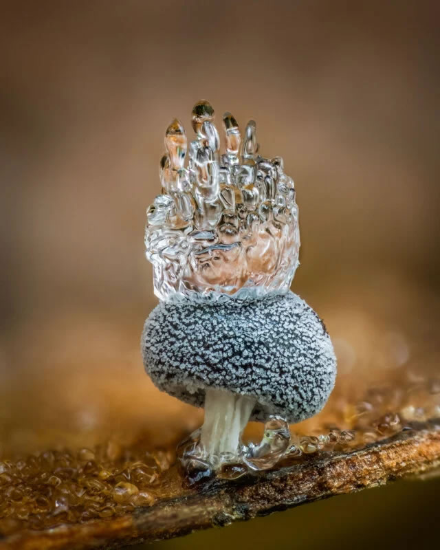 Close Up Photographer Of The Year Winners