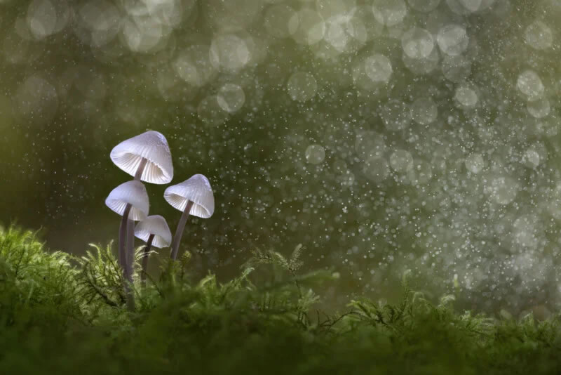 Close Up Photographer Of The Year Winners