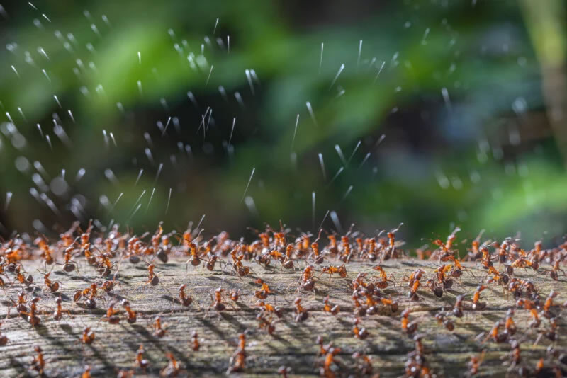 Close Up Photographer Of The Year Winners