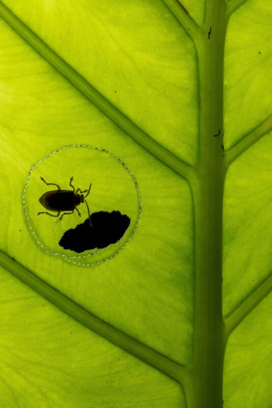 Close Up Photographer Of The Year Winners