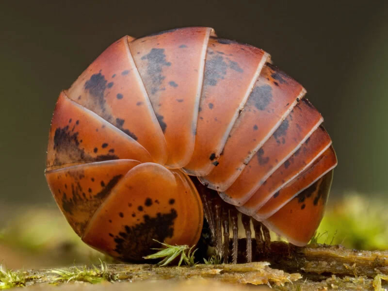 Close Up Photographer Of The Year Winners