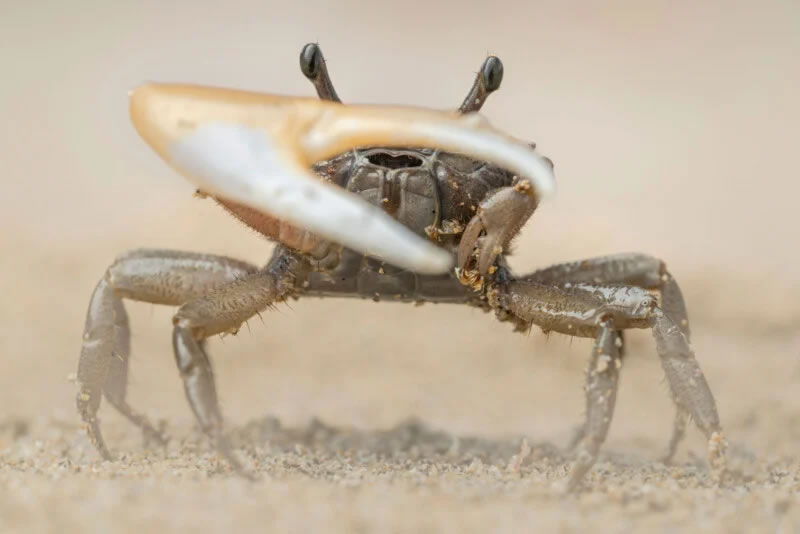 Close Up Photographer Of The Year Winners