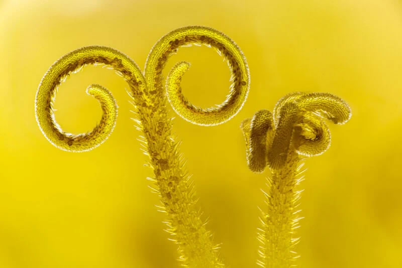 Close Up Photographer Of The Year Winners