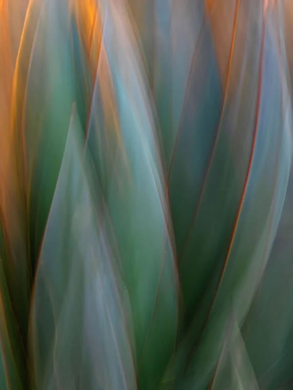 Close Up Photographer Of The Year Winners