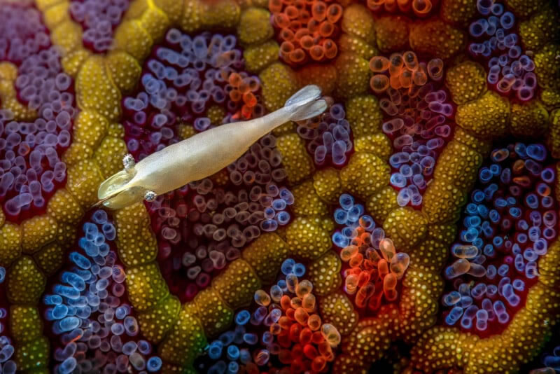 Close Up Photographer Of The Year Winners