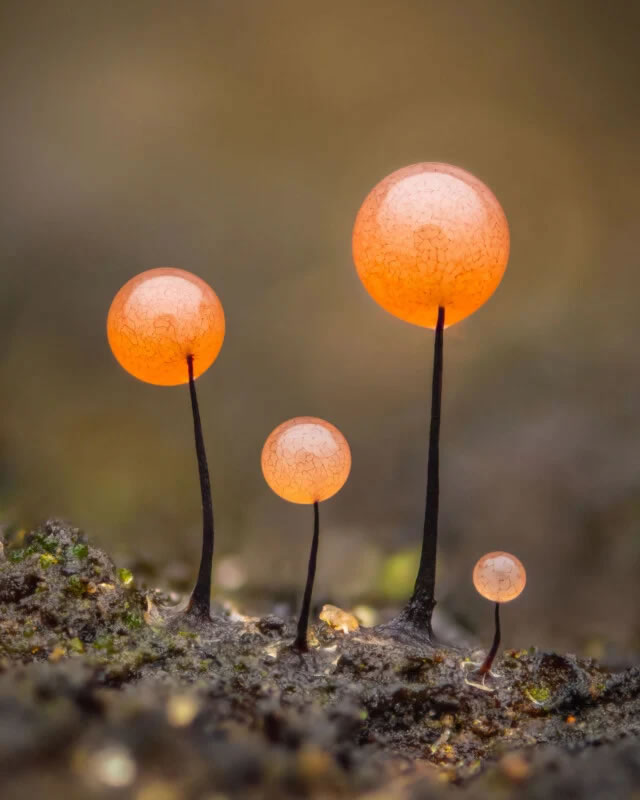 Close Up Photographer Of The Year Winners