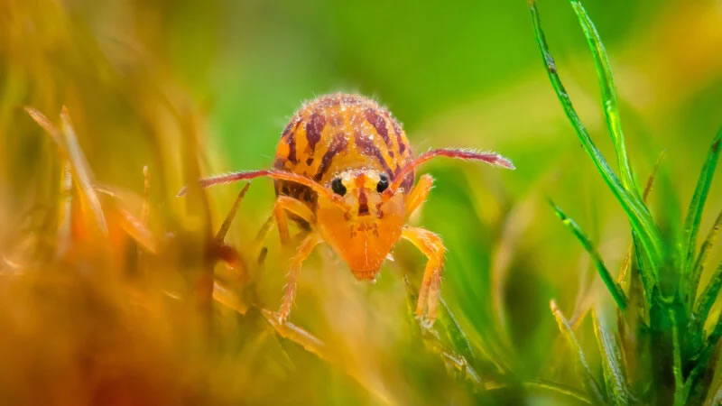 Close Up Photographer Of The Year Winners