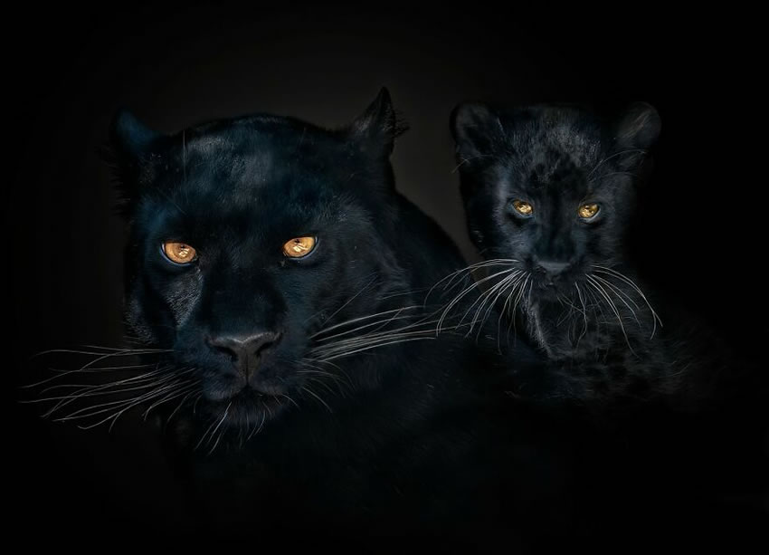 Close-Up Wildlife Animal Portraits by Pedro Jarque Krebs