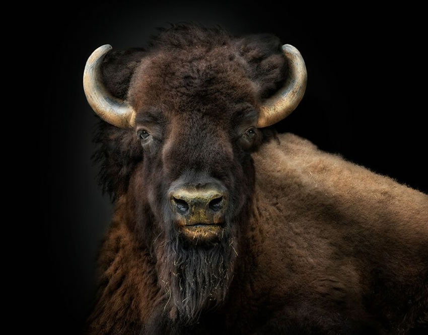 Close-Up Wildlife Animal Portraits by Pedro Jarque Krebs