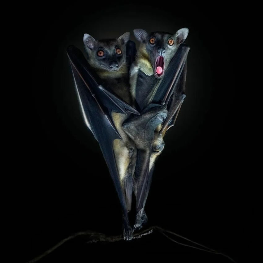 Close-Up Wildlife Animal Portraits by Pedro Jarque Krebs