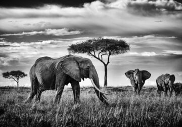 Peter Delaney Elephant Photos