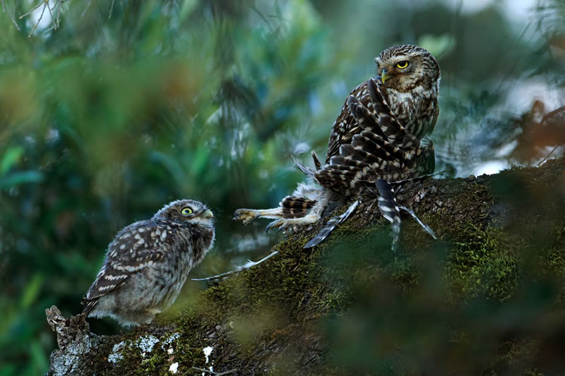 European Wildlife Photographer Of The Year Winners