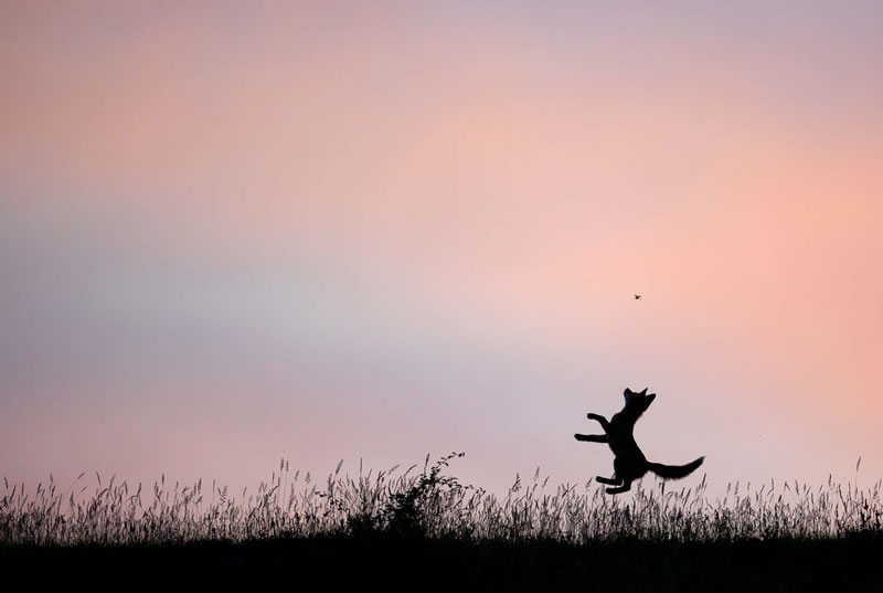 European Wildlife Photographer Of The Year Winners