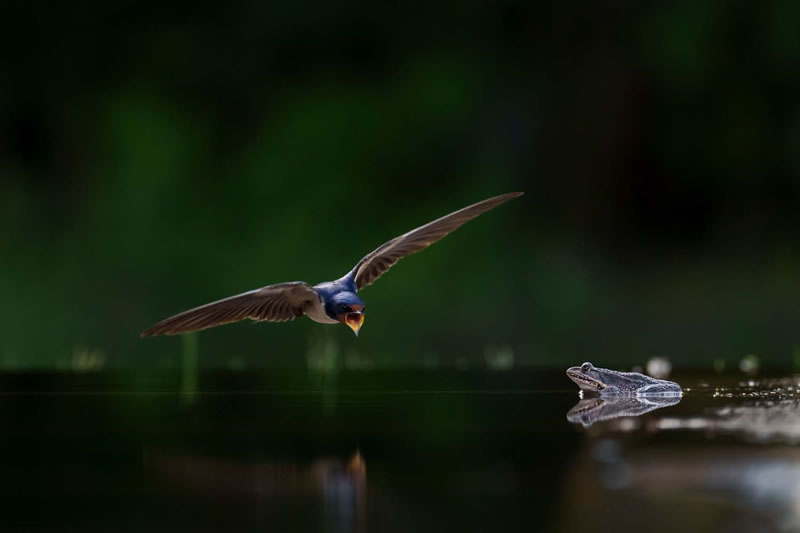 European Wildlife Photographer Of The Year Winners