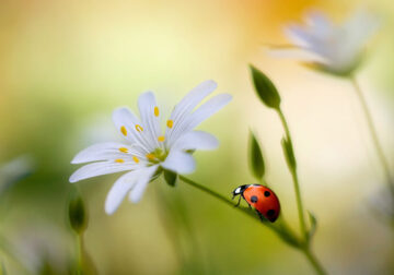 Flower Photography by Mandy Disher