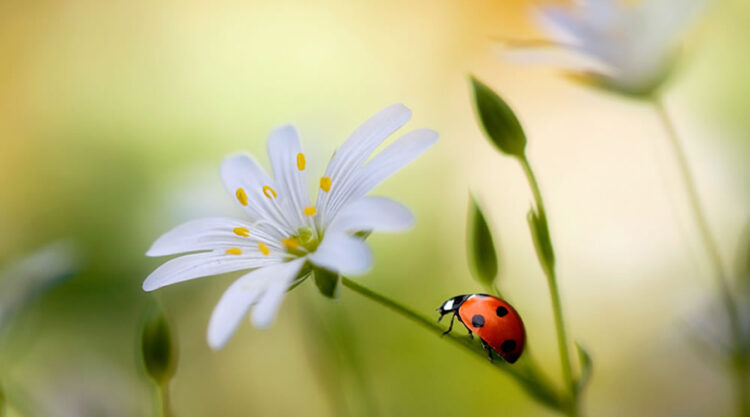 Flower Photography by Mandy Disher