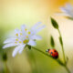 Flower Photography by Mandy Disher