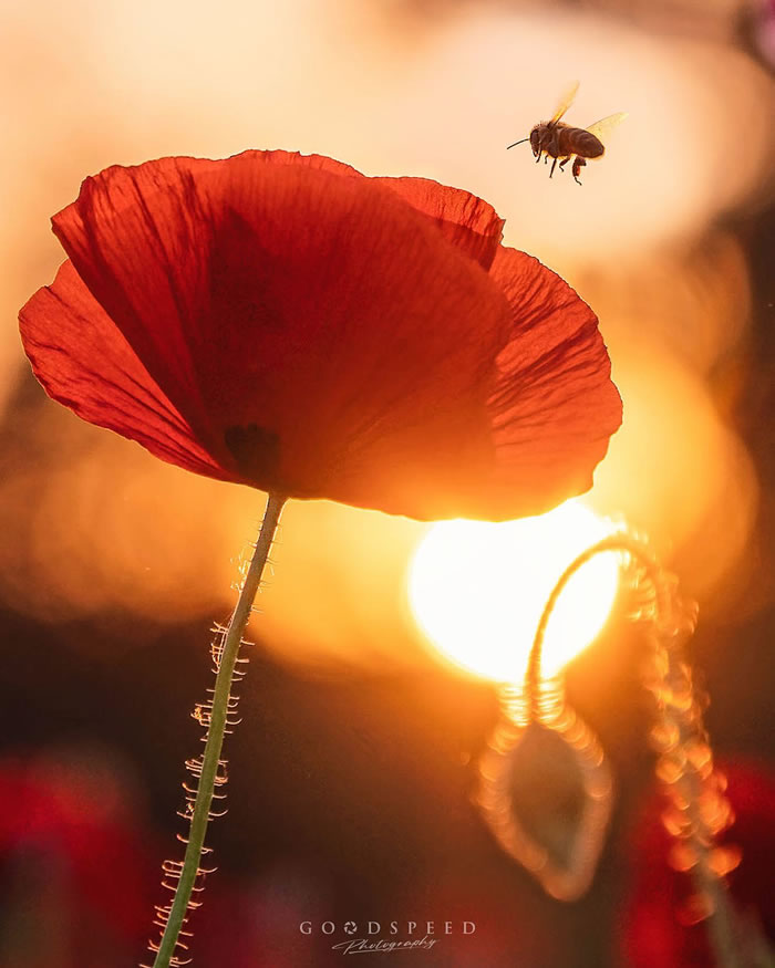 Macro Photography Of Insects And Flowers by Aki