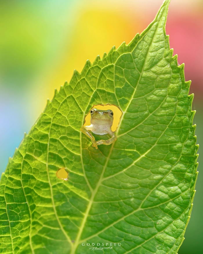 Macro Photography Of Insects And Flowers by Aki