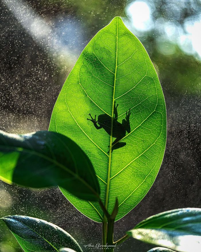 Macro Photography Of Insects And Flowers by Aki