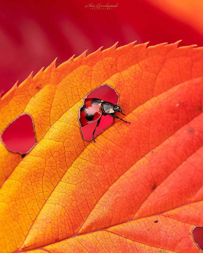 Macro Photography Of Insects And Flowers by Aki