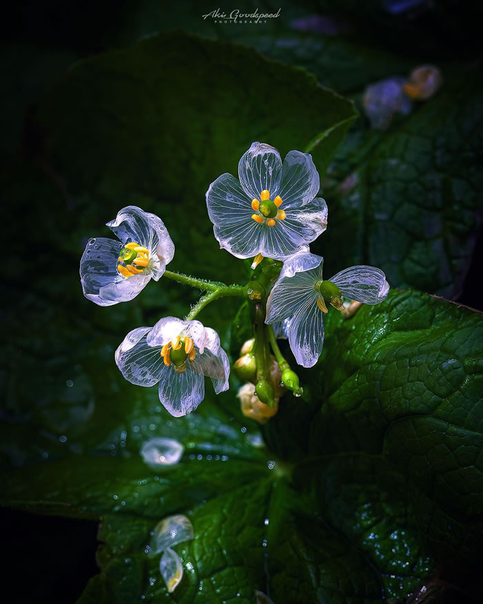 Macro Photography Of Insects And Flowers by Aki