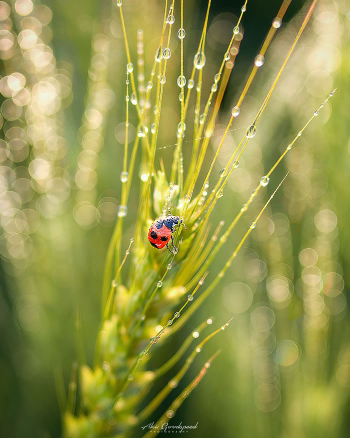 Macro Photography Of Insects And Flowers by Aki