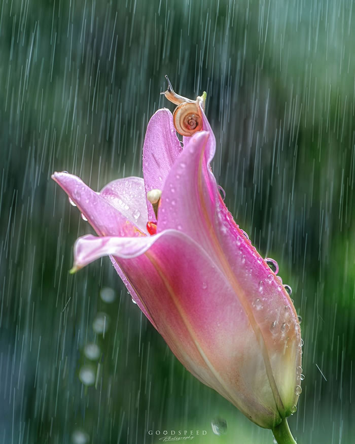 Macro Photography Of Insects And Flowers by Aki