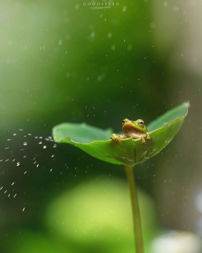 Macro Photography Of Insects And Flowers by Aki