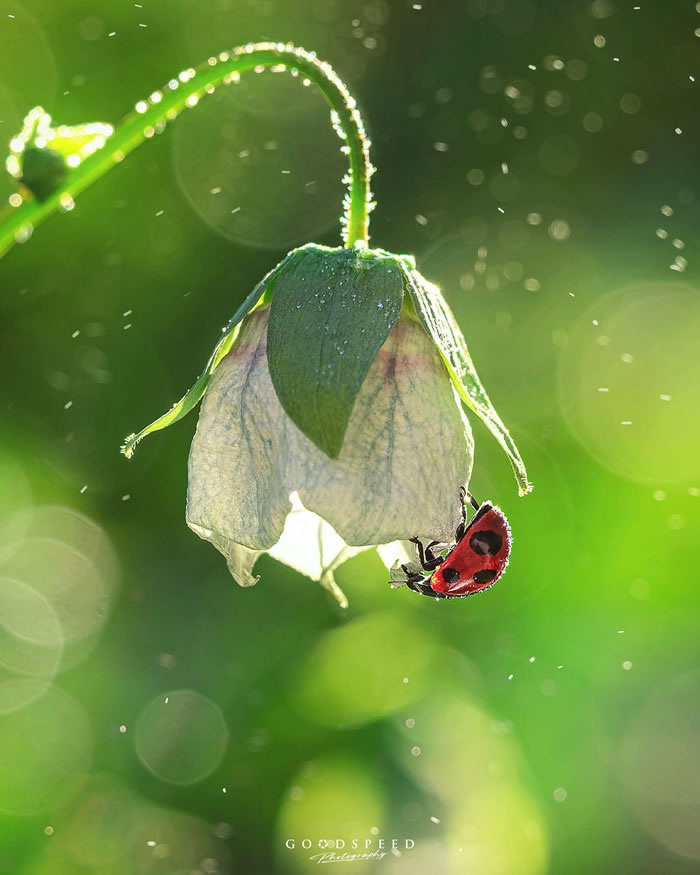 Macro Photography Of Insects And Flowers by Aki