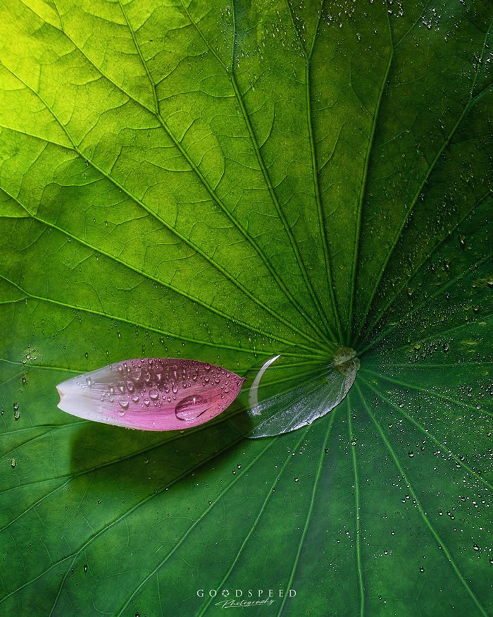 Macro Photography Of Insects And Flowers by Aki