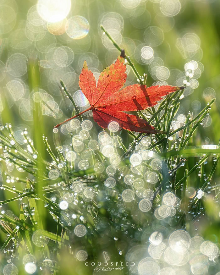 Macro Photography Of Insects And Flowers by Aki