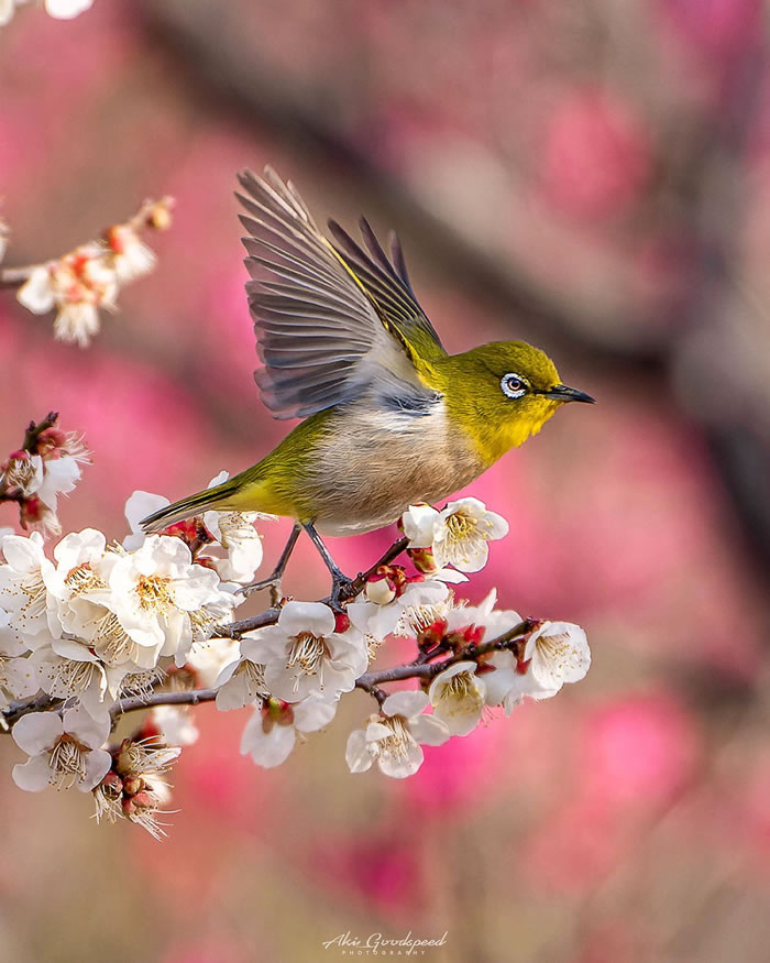 Macro Photography Of Insects And Flowers by Aki