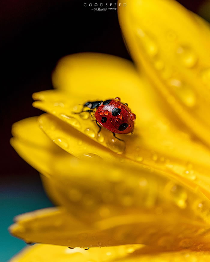 Macro Photography Of Insects And Flowers by Aki