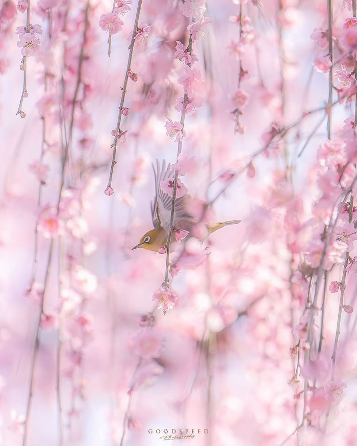 Macro Photography Of Insects And Flowers by Aki